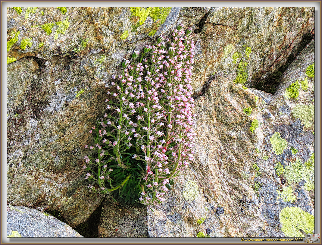 Saxifrage florulenta Moretti
